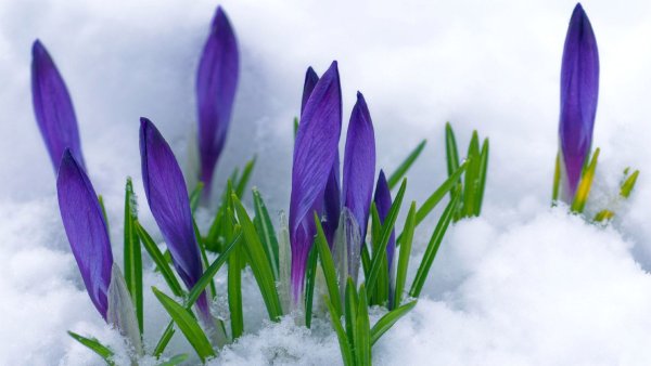 Цветет яблоня Пинк Роуз