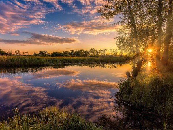 Лето река цветы