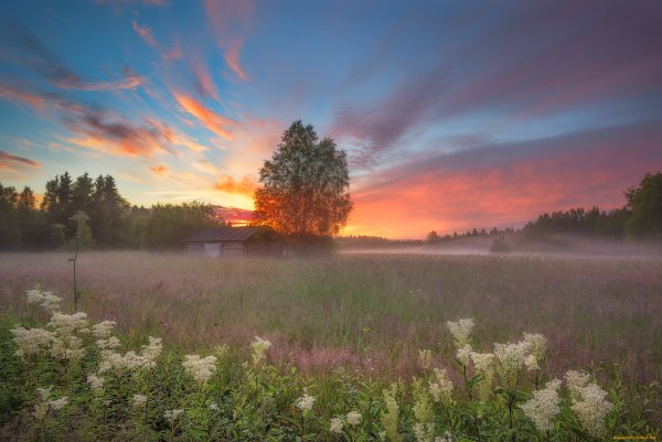 Розовый рассвет в лесу