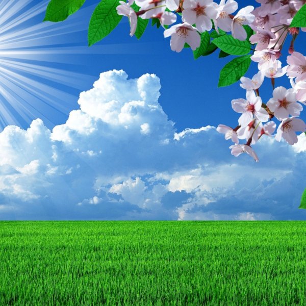 Цветы и небо