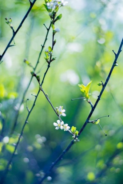 Природа птицы