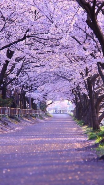 Ветки береза