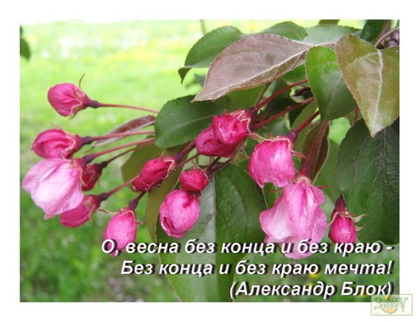 О Весна без конца и без краю