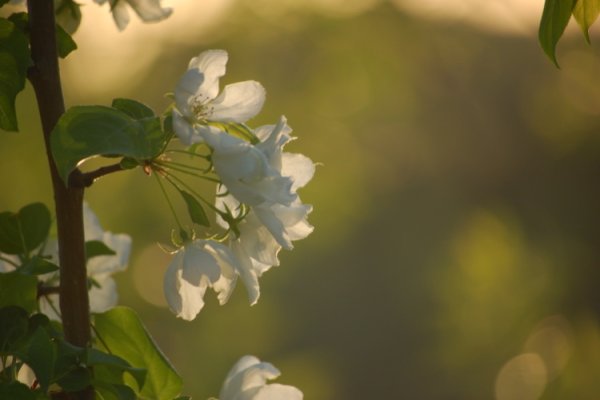 О Весна без конца и краю блок