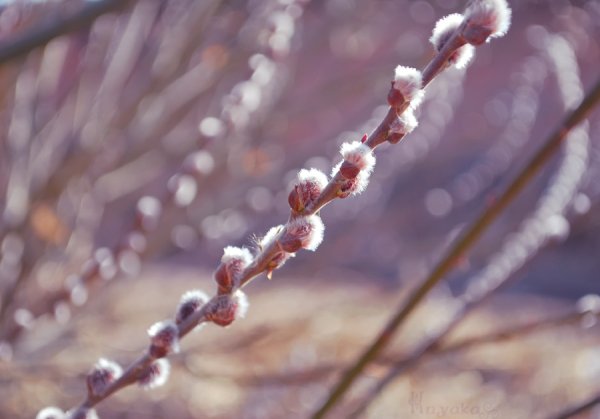 О Весна без конца и без краю