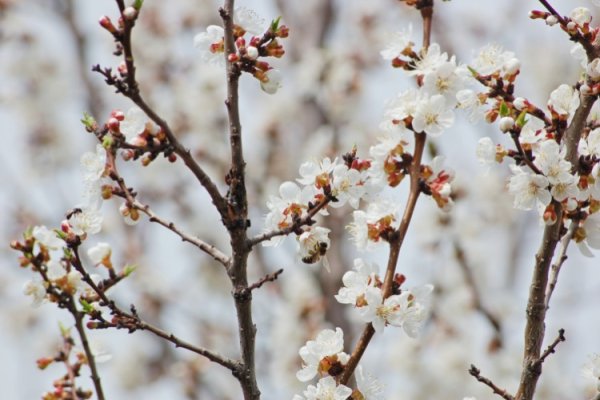 О Весна без конца и края