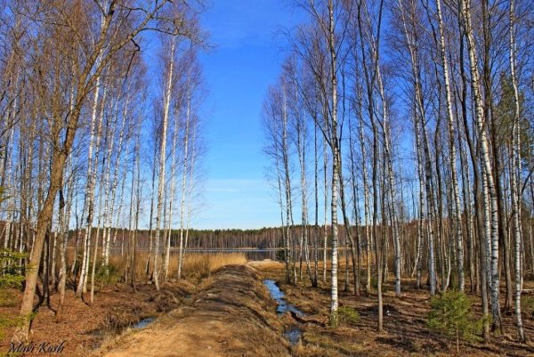 Левитан черемуха