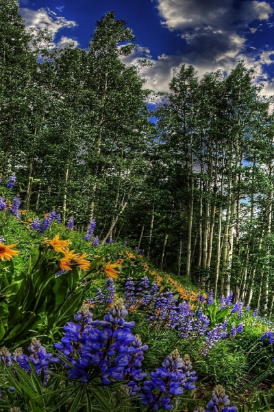 Поляна с цветами