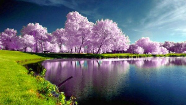 Летняя природа