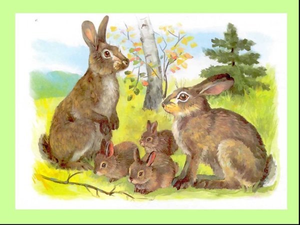 Заяц зайчиха Зайчонок