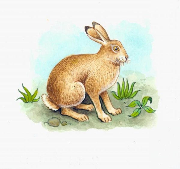 Заяц иллюстрация для детей