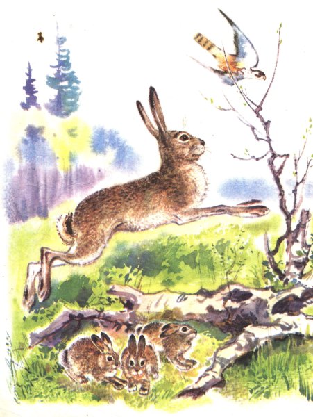 Николай Сладков заяц серый