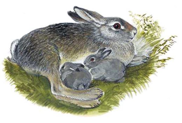Заяц зайчиха Зайчонок