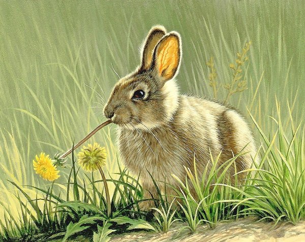 Художник - анималист Paul Krapf