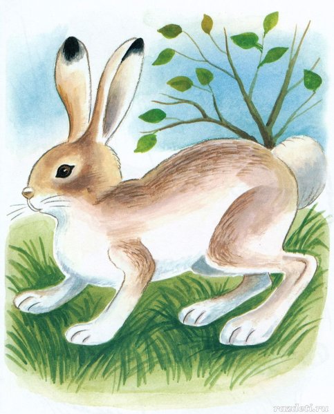 Заяц Листопадничек