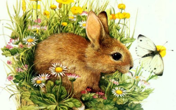 Иллюстрация животных и растений