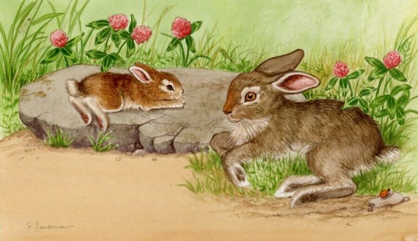 Заяц картина