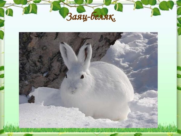 Зверушки с цветами на прозрачном фоне