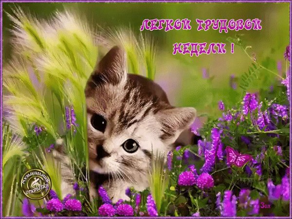 Чудесного утра с животными