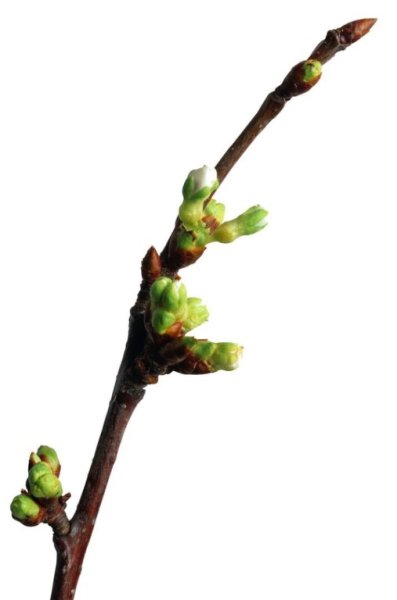 Веточки для рисования