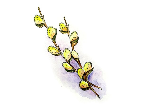 Ветка вербы