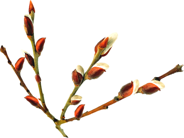 Почки на деревьях на белом фоне