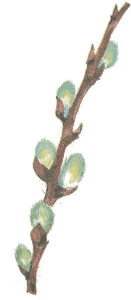 Ветка с почками