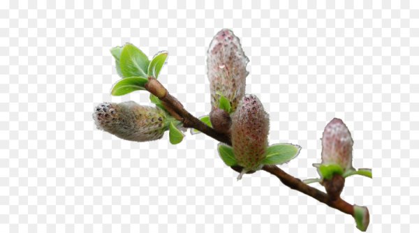 Почки на деревьях