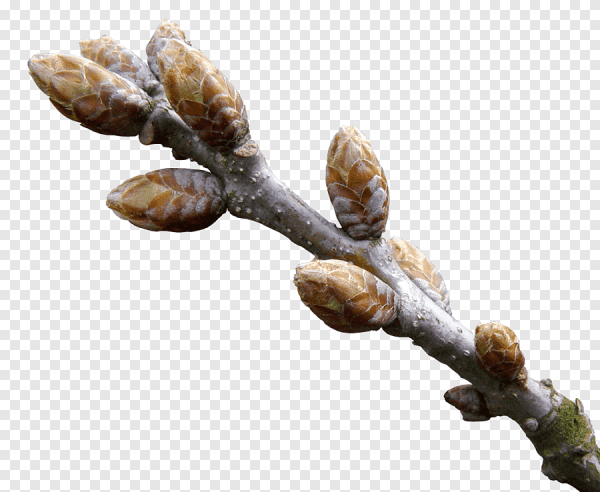 Ветка с почками