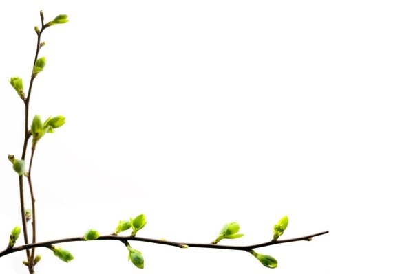 Сирень обыкновенная почки