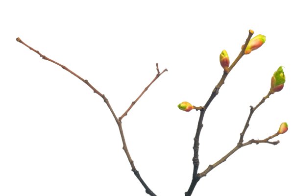 Весной на деревьях набухают почки