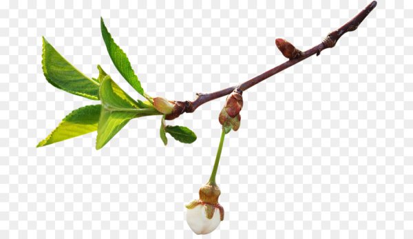 Ясень пенсильванский почечные чешуи