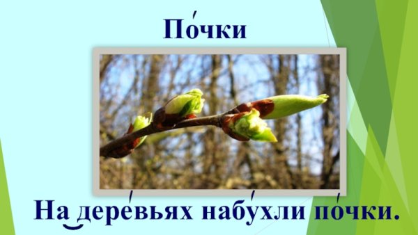 Ветка без листьев