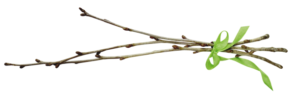 Первые листочки на деревьях