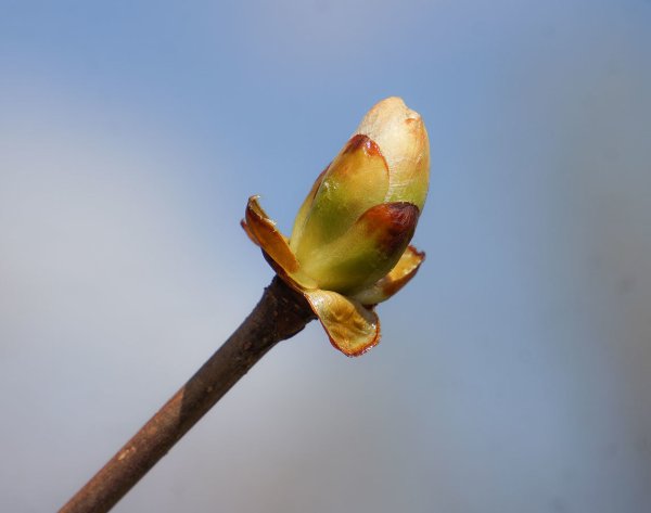Пасхальная Верба цветёт акварель