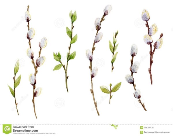 Рисование веток и почек