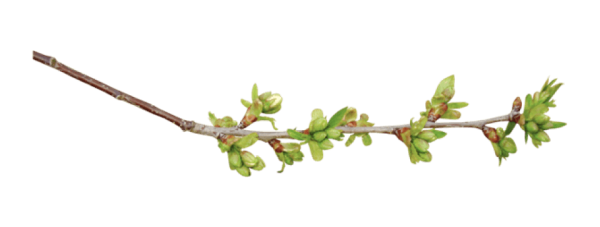 Ветви березы