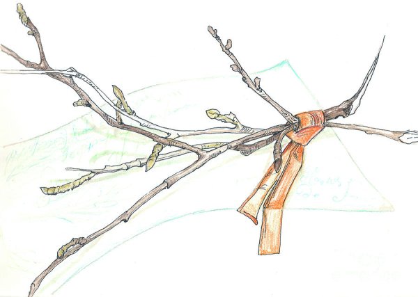 Расположение почек на дереве