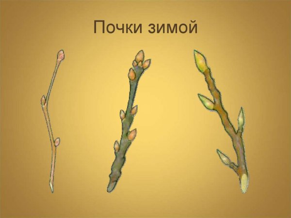 Ветка вербы с почками