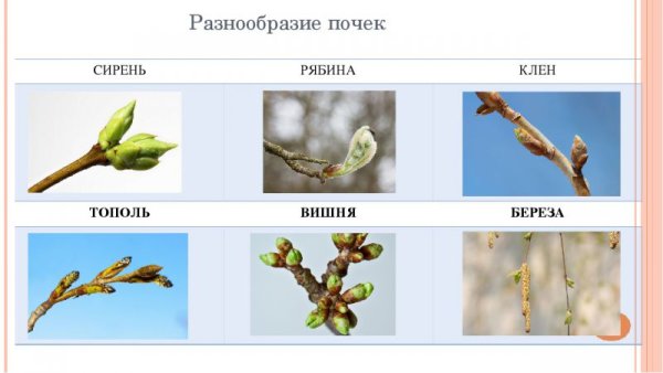 Распускается ветка анимация