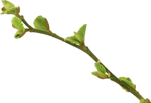 Бруньки ясеня