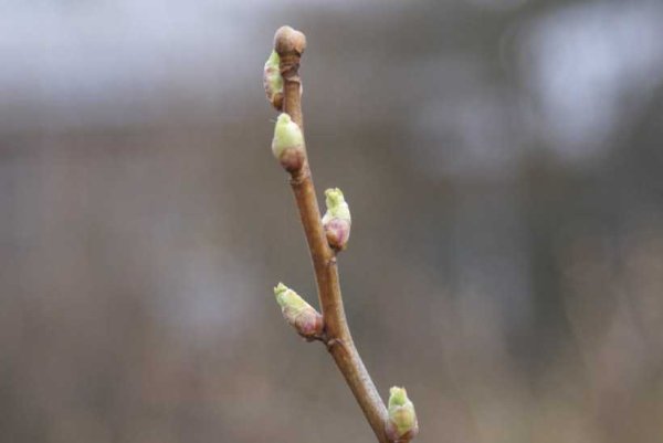 Веточка дерева