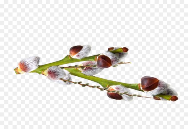 Набухание почек на деревьях