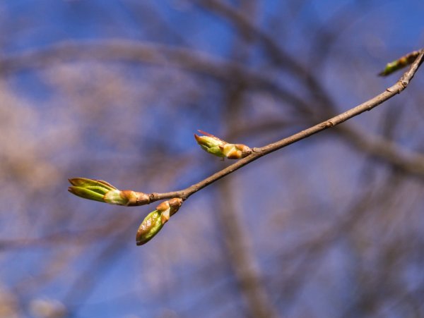 Ветка с листьями на прозрачном фоне