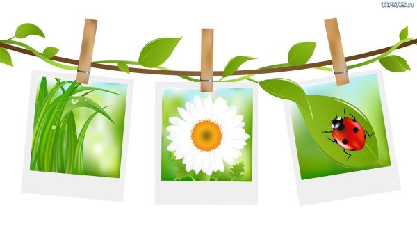 Подснежники на белом фоне