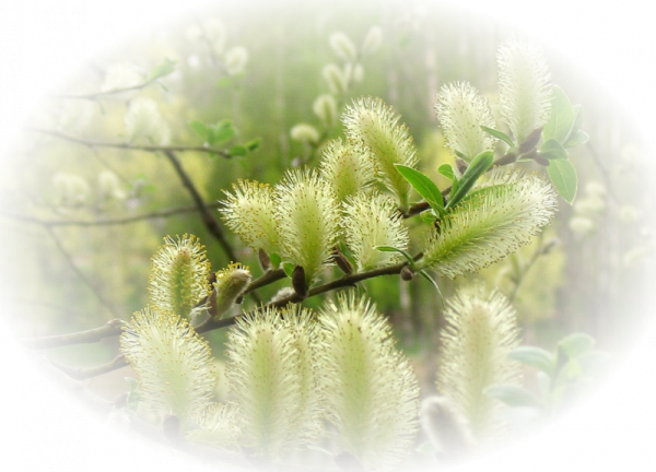 Цветочная Поляна для детей