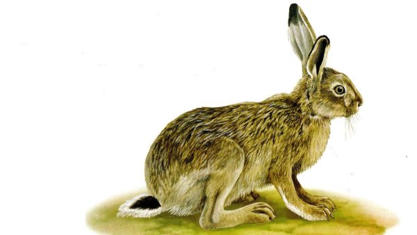 Заяц-Русак красная книга