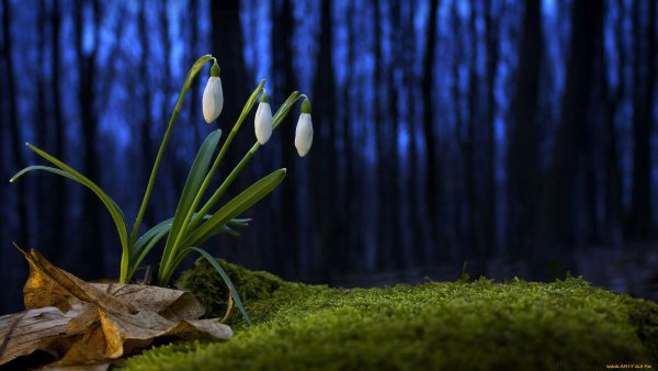 Весенние цветы ночью