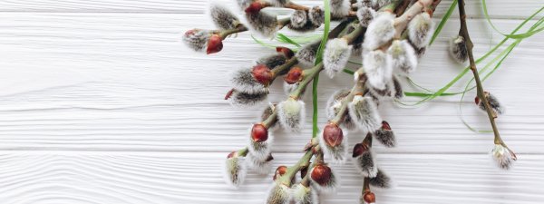 Вербное воскресенье фон