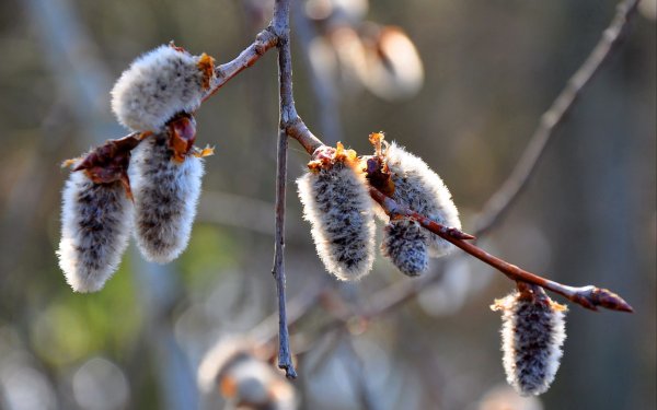 Верба плоды